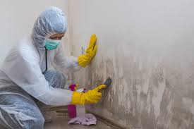 Best Mold Prevention Services in Bastrop, TX